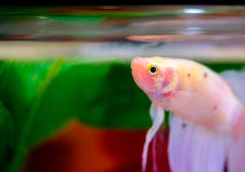 Mengapa Ikan Tidak Berkedip di Dalam Air dan Apakah Ikan Tidur dengan Mata Terbuka?