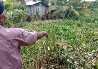 Awalnya Bersembunyi di Rawa, Perampok Emas Ini Hilang Mendadak di Hadapan Warga, Tak Kunjung Muncul Meski Sudah Dikepung Polisi Berjam-jam
