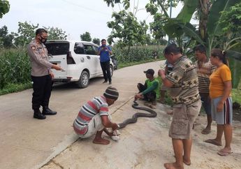 King Kobra Bermunculan Meresahkan Warga Grobogan, Sempat Dibunuh Lantaran Tak Bisa Dijinakkan, Warga Kembali Menemukan Ular Berukuran 4 Meter