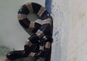 Hendak Berdzikir dan Mengira Tasbih, Warga Sukoharjo Kaget Bukan Main Gegara Benda yang Dipegang Ternyata Ular yang Dikenal Memiliki Bisa Mematikan!