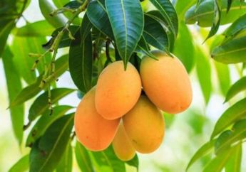 Baru 7 Hari Minum Air Rebusan Daun Mangga, Wanita Ini Malah Ketagihan Nggak Mau Berhenti, Ternyata Manfaatnya Nggak Main-main!