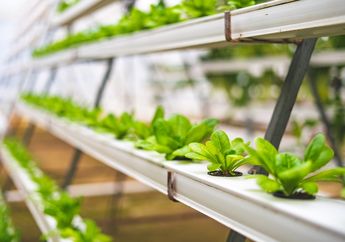 Metode Tanam Hidroponik, Cara Mudah Berkebun Tanpa Lahan Tanah