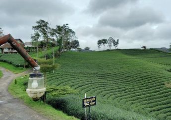 Wisata Kebun Teh Cikuya Banten, Teh Terbaik di Dunia Berasal dari Tempat Ini!
