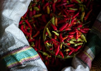 Nyesel Baru Tahu Sekarang! Bukan Pakai Kertas Koran, Ternyata Menyimpan Cabai dengan Cara Ini Bisa Bikin Awet Sampai 3 Bulan