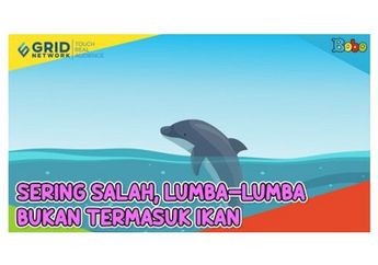 Sering Salah Disebut, Lumba-Lumba Bukan Termasuk Ikan, Melainkan Mamalia, Cari Tahu Bedanya dengan Ikan, yuk