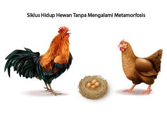 Contoh Siklus Hidup Hewan Tanpa Mengalami Metamorfosis, Siklus Hidup Ayam hingga Kucing