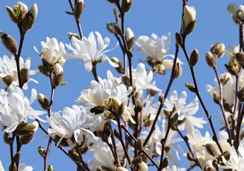 Arti Mimpi Memetik Bunga Kantil, Benarkah Jadi Lambang Keberuntungan dalam Hal Asmara? Cek Tafsirannya!