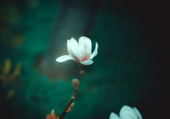 Arti Mimpi Memetik Bunga Kantil Disebut Jadi Pertanda Pertemuan dengan Jodoh, Simak Penjelasannya!