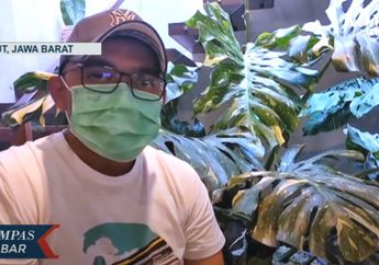 Tak Main-Main, Pecinta Tanaman Asal Garut Ini Rela Tukar Rumahnya dengan 45 Pot Tanaman Hias Jenis Aroid