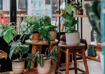 Gak Nyangka, Menyiram Tanaman Menggunakan Air Bekas Rebusan Telur Ternyata Bisa Membuatnya Tumbuh Subur!