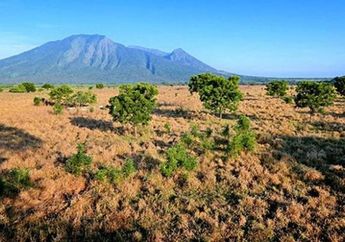 4 Fakta Unik Taman Nasional Baluran, &lsquo;Africa van Java&rsquo; yang Punya Banyak Spot Instagramable