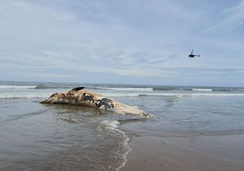 Bangkai Paus Sepanjang 13,8 Meter Terdampar di Pantai Batu Belig, Bali