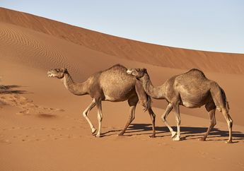 Arti Mimpi Melihat Unta Berjalan di Padang Pasir, Ternyata Jadi Pertanda Ini, Simak Penjelasannya