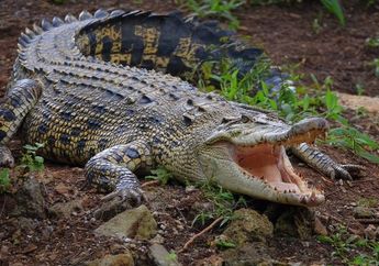 Pemuda 20 Tahun Hilang Diseret Buaya Saat Asyik Mancing di Pantai Belitung Timur, 4 Dukun Dikerahkan untuk Mencari
