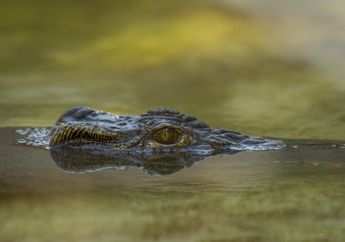 Usai Hilang Selama 6 Jam, Wanita Asal Jambi Ditemukan Tewas dalam Mulut Buaya Sepanjang 4 Meter
