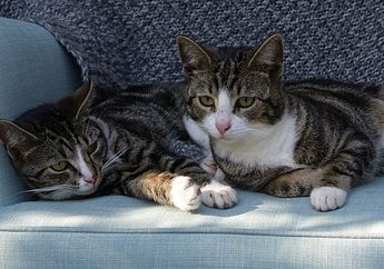 Benarkah Mengedipkan Mata Secara Lambat Bisa Jadi Cara Berkomunikasi dengan Kucing?