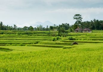 Nekat Berbuat Asusila di Gubuk Pinggir Sawah, Pria dan Wanita di Pekalongan ini Tak Hiraukan Teriakan Warga: Itu Siang-Siang Mesum