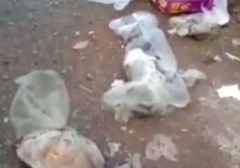 Sebanyak 20 Bangkai Kucing yang Ditemukan Berserakan Secara Nahas Akhirnya Menemukan Titik Terang, Polisi Selidiki 3 Saksi