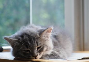 Berapa Suhu Demam Kucing dan Apa Penyebabnya Kucing Demam?