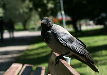 Arti Mimpi Burung Gagak, Benarkah Pertanda Didatangi Roh Leluhur?