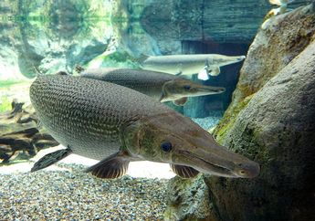 Kenapa Ikan Aligator Gar Tak Boleh Dipelihara di Indonesia? Kementerian Kelautan dan Perikanan Beri Alasannya