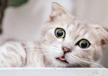 Videonya Memenggal Kepala Kucing dengan Sadis Viral, Pelaku Berusia 62 Tahun Akhirnya Diamankan Polisi dengan Alasan untuk Obat