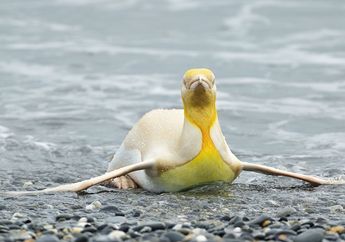 Seorang Fotografer Menemukan Penguin Berbulu Kuning, Apa yang Menyebabkan Bulunya Berwarna Kuning, ya?