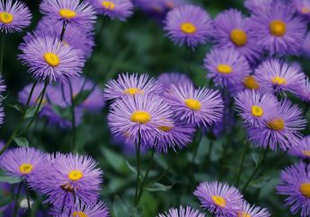 5 Arti Mimpi Diberi Hadiah Buket Bunga Aster oleh Kekasih, Ternyata Jadi Pertanda Ingin Mencapai Hal Ini Bersama, Simak Penjelasannya