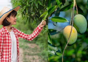  Jangan Sepelekan, Daun Mangga Ternyata Bisa Digunakan Untuk Perawatan Rambut dan Kulit, Ini Penjelasannya!