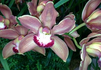 Bawa Pesan Tersirat, Arti Mimpi tentang Bunga Anggrek Perlu Diwaspadai, Simak Penjelasannya!