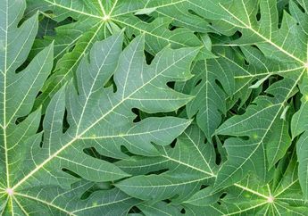 7 Manfaat Daun Pepaya untuk Kesehatan Sekaligus Cara Mengolahnya, Bisa Mengobati DBD