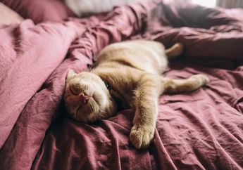 Kenapa Kucing Bernapas dengan Suara 'Purrr' dengan Keras saat Dielus?