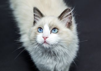 Arti Mimpi Bertemu Kucing Putih, Benarkah Berkaitan dengan Situasi Buruk yang Bakal Menimpa? Berikut Penjelasannya!