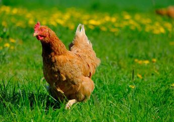 Arti Mimpi Dikejar Ayam Jago, Wajib Tahu Ternyata Bisa Jadi Pertanda Ini, Simak Penjelasannya