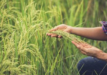 5 Arti Mimpi Panen Padi di Sawah, Ternyata Jadi Simbol dan Pertanda Keberlimpahan Ini, Simak Penjelasannya