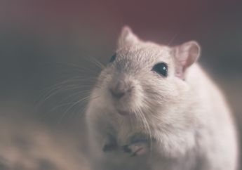 6 Arti Mimpi Tikus Putih, Tak Selalu Pertanda Buruk, Bisa Jadi Sinyal Kesuksesan di Masa Depan
