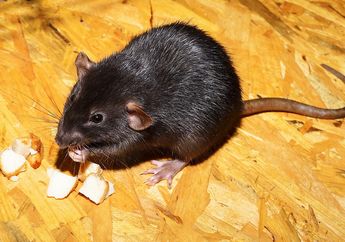 Arti Mimpi Diserang Tikus Ternyata Pertanda Buruk? Hati-hati Ada Teman Dekat yang Bakal Menusuk dari Belakang!