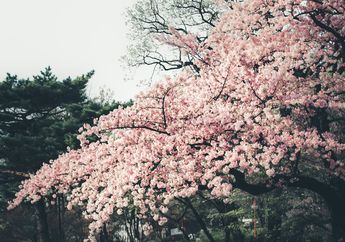 Bukan Jepang, Ini 5 Spot Terbaik Melihat Keindahan Bunga Sakura di Indonesia!