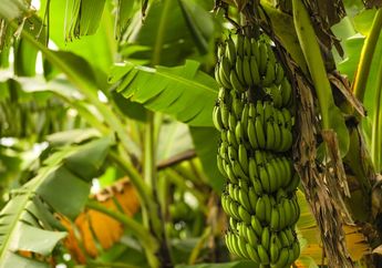 Arti Mimpi Makan Pisang dan Menanam Pohon Pisang, Ternyata Sama-sama Jadi Pertanda Bakal Dapat Hal Baik Ini Lho, Simak Penjelasannya