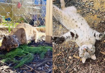 Kisah T'challa, Bobcat yang Tak Bisa Kembali ke Alam Liar dan Menjadikan Sayuran sebagai Mainan