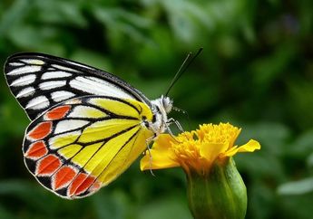 Arti Mimpi Melihat Kupu-kupu, Ternyata Bisa Jadi Pertanda Bak Ketiban Durian Runtuh? Simak Penjelasannya