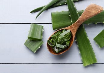 Sering Digunakan untuk Kecantikan, Siapa Sangka Lidah Buaya Ternyata Juga Bermanfaat untuk Kesehatan Tubuh, Salah Satunya Mengobati Sembelit!