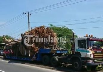 Diliputi Misteri Sampai sang Sopir Pengantarnya Merasa Diikuti Jin, Begini Kisah Pohon Baobab Raksasa Seberat 80 Ton yang Dibeli Crazy Rich Semarang dan Diangkut Membelah Jalur Pantura