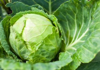 Arti Mimpi Makan Kubis Bukanlah Hal Aneh, Justru Mengandung Pesan Penting Soal Masalah Keuangan hingga Kesehatan