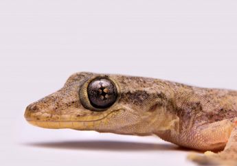 Catat! Ternyata Mengusir Cicak dengan Menggunakan Kulit Telur Bisa Datangkan Sederet Bahaya Bagi Kesehatan, Ini Alasannya