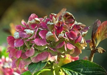 Sebelum Terlambat, Ketahui 5 Tanda Tanaman Mulai Layu dan Mati, Segera Cegah dengan Cara Ini!