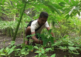 Dulu Liar Hingga Sekarang Banyak Dicari untuk Turunkan Berat Badan, Tanaman Porang Jadi Ladang Uang Buat Warga Madiun, Sempat Ditawar Rp 825 Juta!
