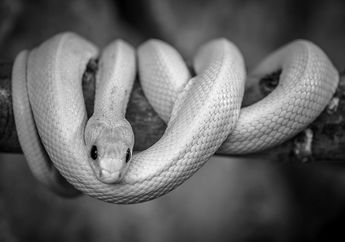 Balas Dendam atau Rasa Tersiksa? Inilah 10 Arti Mimpi Ular Biru yang Wajib Banget Kamu Tahu