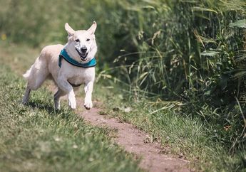 5 Arti Mimpi Dikejar Anjing, Waspada Ternyata Bisa Jadi Pertanda Terjebak dan Tertekan Hal Ini, Simak Penjelasannya