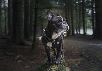Arti Mimpi Melihat Anjing Hitam Mati di Tengah Jalan Memiliki Makna yang Beragam Sesuai Suasana Emosional dalam Mimpi, Ini Penjelasannya